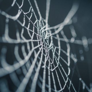 spinnenweb