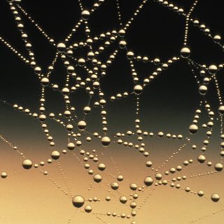 Web met dauwdruppels