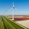 Windmolens op dijk met bloembollenvelden copy