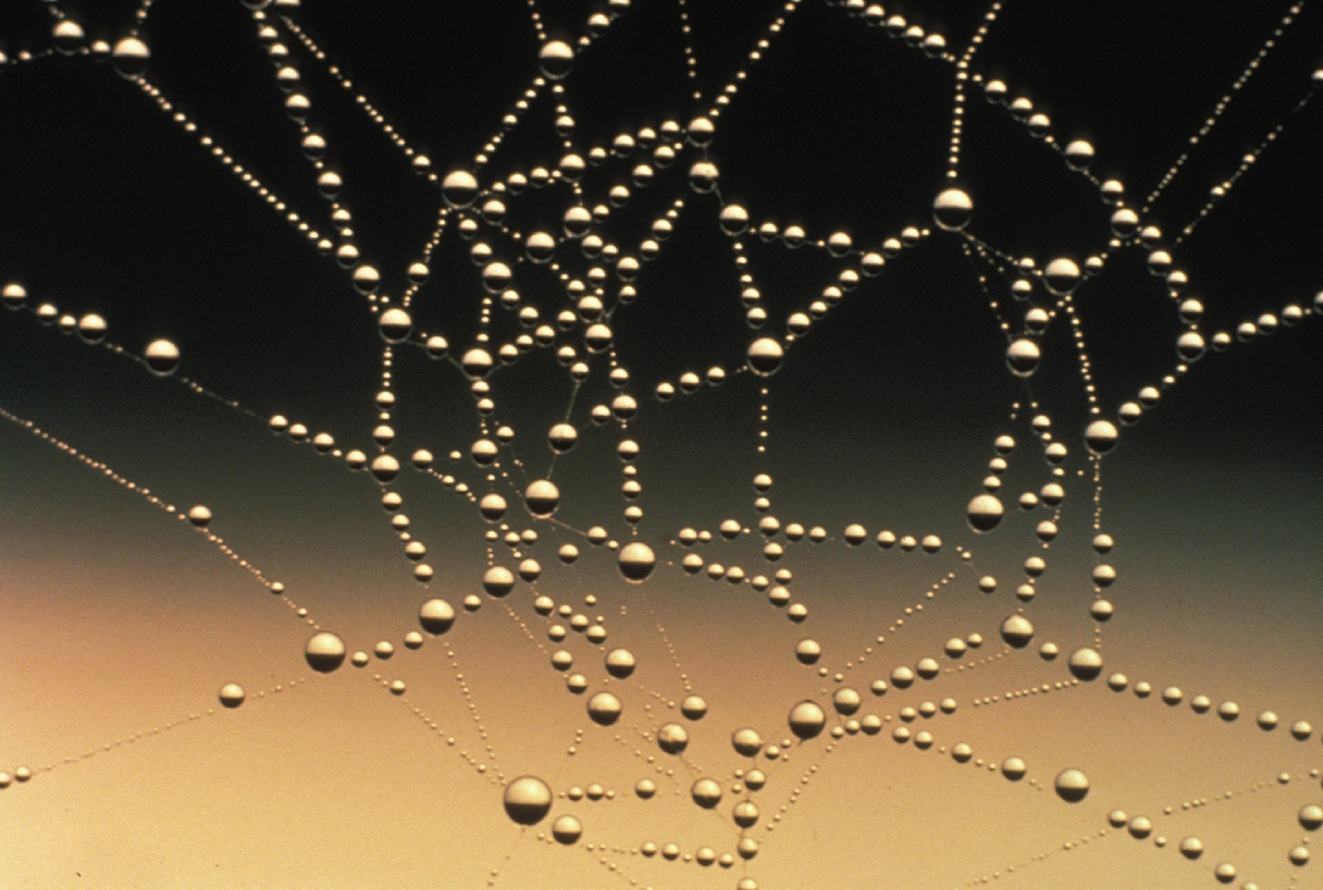 Web met dauwdruppels